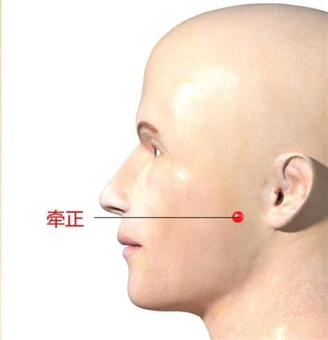 牽正穴|牽正穴位置 